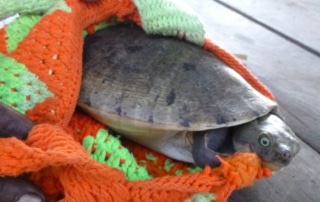 The pig-nosed turtle, the main focus of the Piku project.