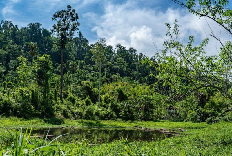 Lush rainforest surrounding small pond in the Philippines.