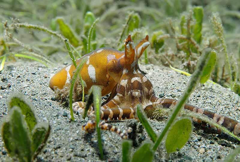 Wunderpus octopus