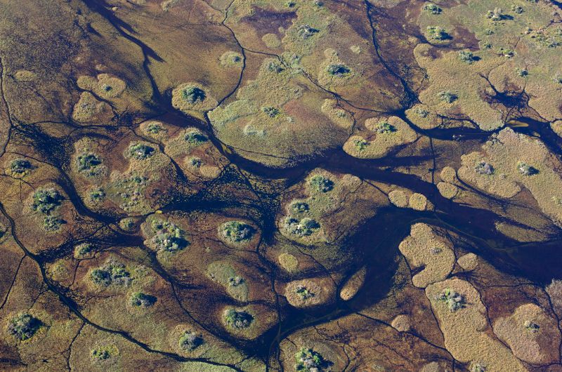 Bird's eye view of the Okavango delta, a mosaic of freshwater streams and marshland studded with trees. 