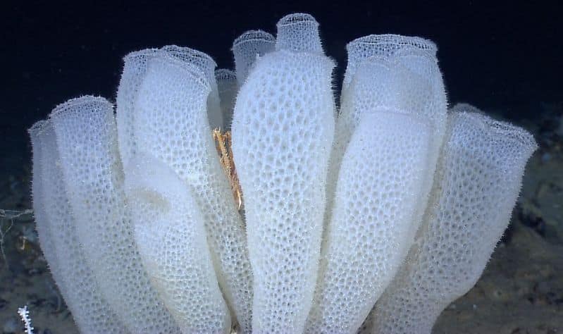 Image of glass sea sponges on the ocean floor. They look like bulbous white tubes and appear delicate and lacey.
