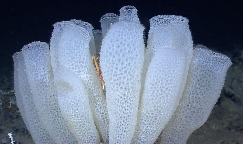 Image of glass sea sponges on the ocean floor. They look like bulbous white tubes and appear delicate and lacey. 