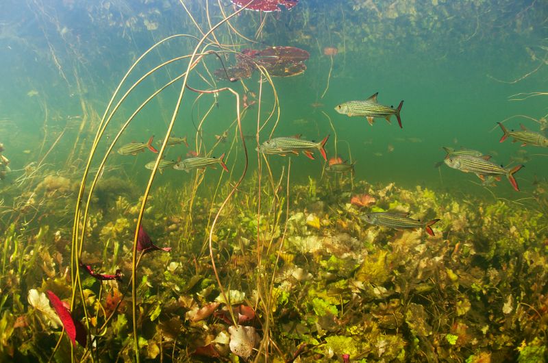 Underwater photograph of fish swimming amidst lush plants and dangling roots.