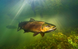 Brown trout swimming in sunlight on a UK chalk stream