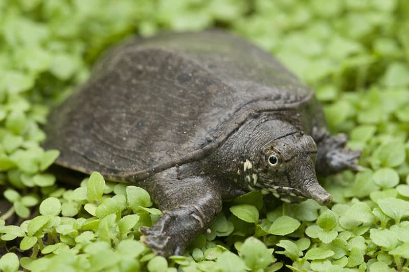 A very cute little softshell turtle with a long thin nose on a bed of soft green shoots.