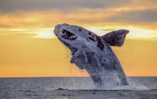 Right whale breaching in front of sunset.