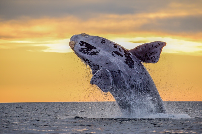 A victory for our ocean, 20 years in the making