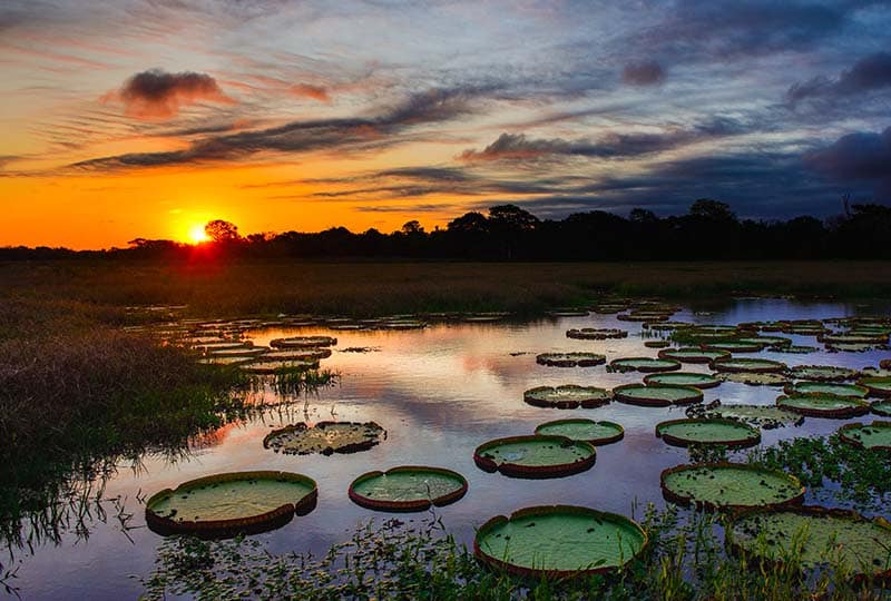 A sunset over a lake with lilypads in the foreground