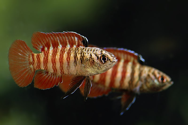 Two small fish with distinctive red vertical stripes, red fins and tail, and black accents on otherwise beige colouring.