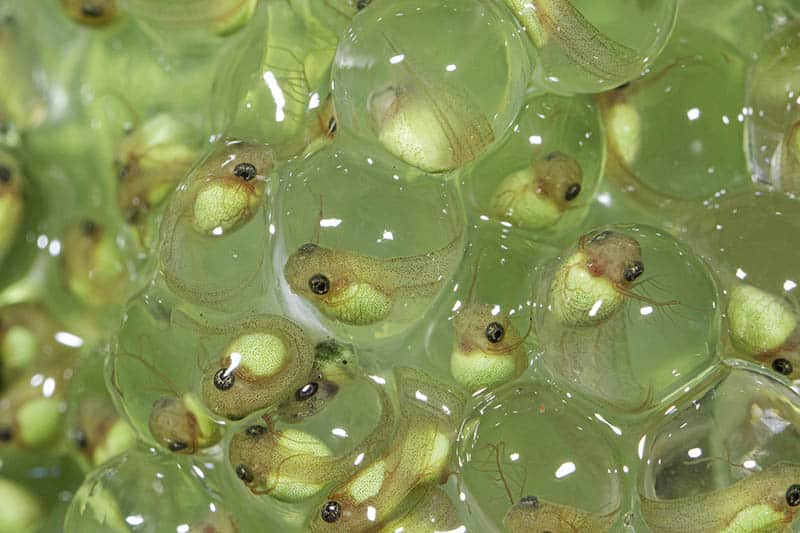 A clump of green frogspawn with well developed tadpoles inside