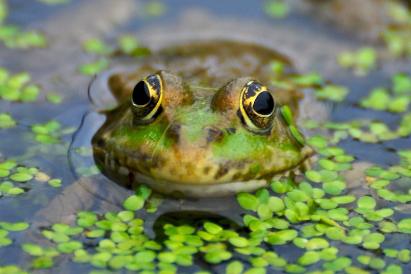 Frog floats with only the top of its head above the water. Its skin is mottled in green, brown, and yellow, and its eyes are large with gold rims around the pupils. The surface of the water is partially covered by a small plant with tiny round floating leaves. 