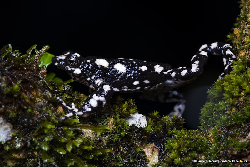 Coal black toad with bright white spots walks along a mossy log. It's night, and the toad almost blends into the sky. 