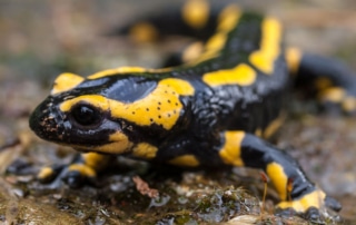 Black salamander with yellow stripes on a rock. Two thick yellow stripes run from nose to tail, with more along the salamander's arms and legs.
