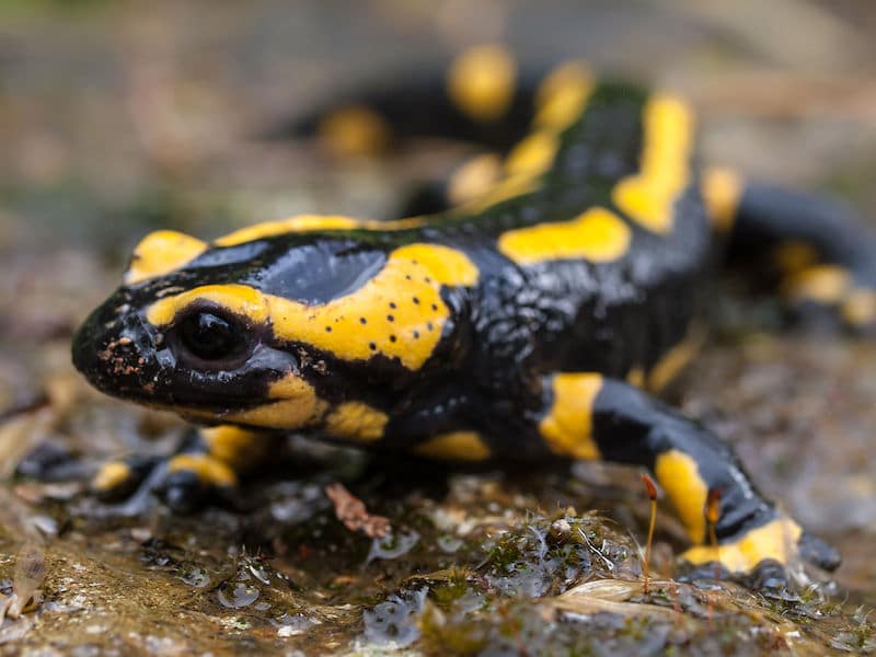 Black salamander with yellow stripes on a rock. Two thick yellow stripes run from nose to tail, with more along the salamander's arms and legs. 