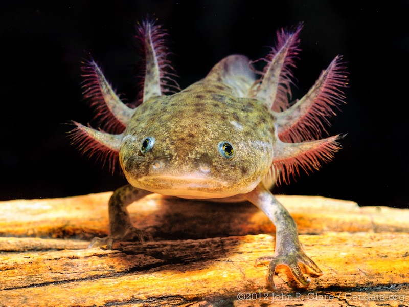 Axlotl facing towards the camera. The salamander has smooth, greenish-grey skin, bright blue eyes with large black pupils, and six