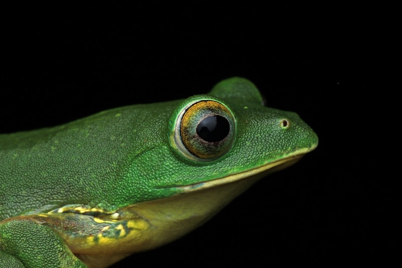 Profile of a green frog on a black background. Frog is a vivid green with a lighter green belly. Its nose is pointy, and its eyes are rimmed with gold.
