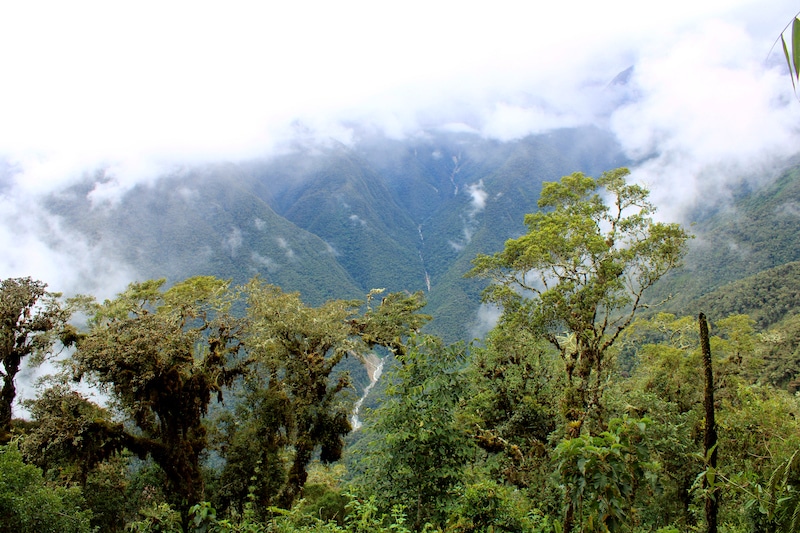 Landscape photograph of lush forest, with green mountains in the background. The peaks of the mountains are wreathed in clouds.