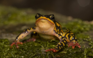 Front facing photograph of vibrantly coloured frog. Its belly is pale orange, while its back is patterned in black and orange. Its feet are bright red.
