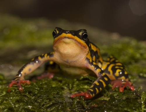 Amphibians and culture: mutual flourishing in Central and South America