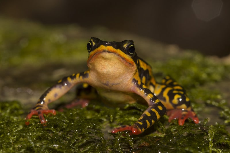 Front facing photograph of vibrantly coloured frog. Its belly is pale orange, while its back is patterned in black and orange. Its feet are bright red.