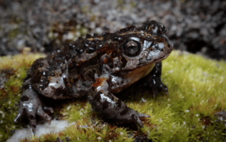 Charcoal grey toad with luminous, sparkling eyes and black spots and small spines.
