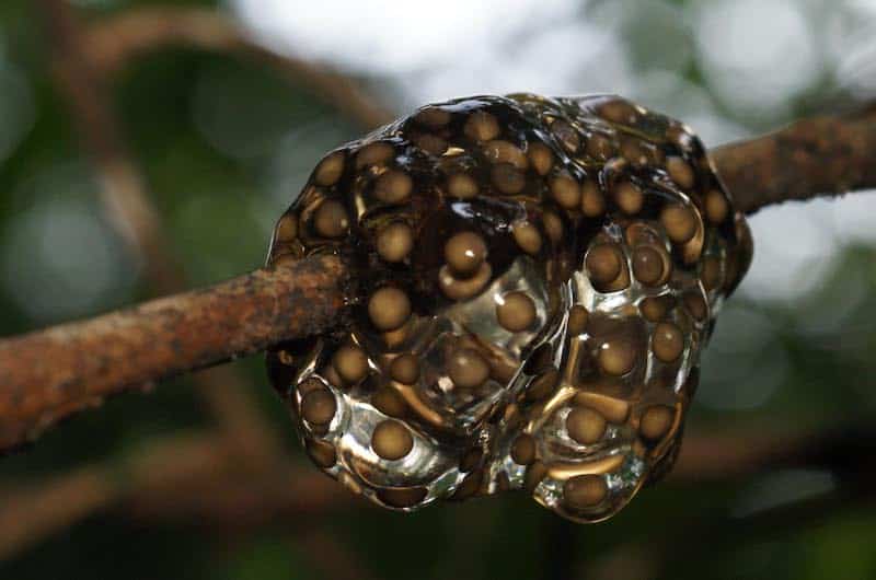 Sphere of frog eggs surrounding a branch. Eggs are small brown balls surrounded by a thick layer of clear gel.
