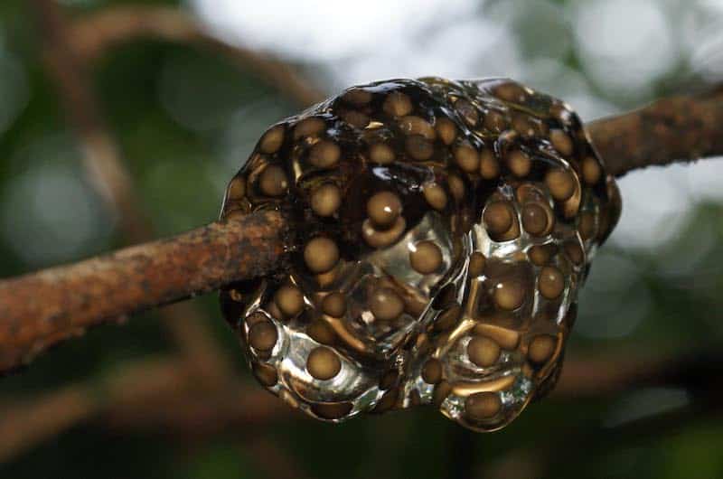 Sphere of frog eggs surrounding a branch. Eggs are small brown balls surrounded by a thick layer of clear gel. 