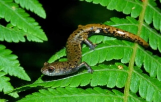 Small salamander with pale blue stomach and brown and black speckled back, snaking along the surface of a leaf.