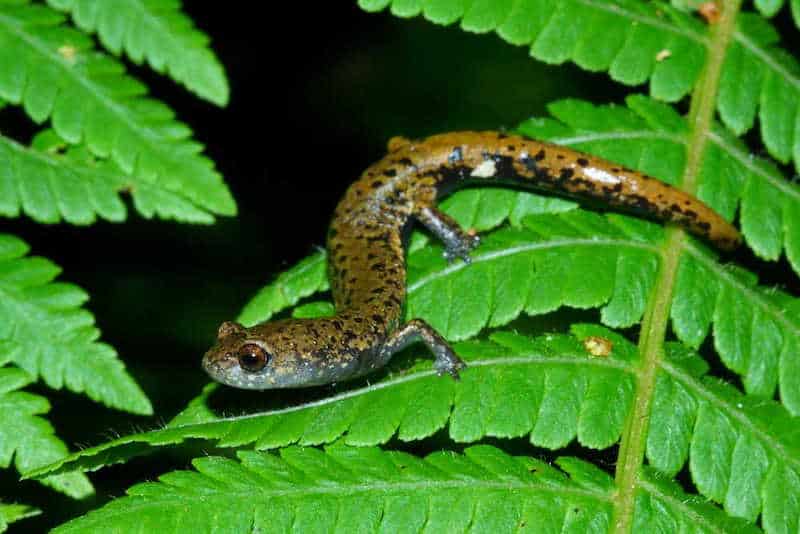 Small salamander with pale blue stomach and brown and black speckled back, snaking along the surface of a leaf.