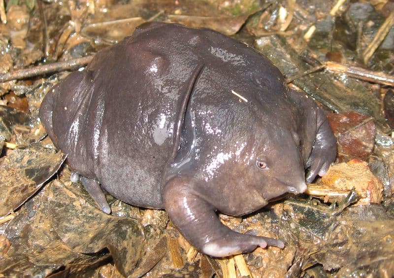 Very strange-looking purple frog. It has a large, lumpy body, very thick limbs, and a tiny face with a pointed nose.