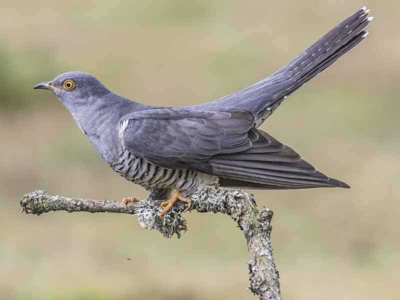 A cuckoo sitting on a branch