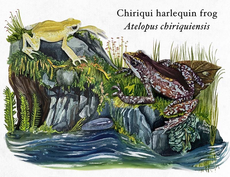 Illustration of the Chiriqui harlequin frog