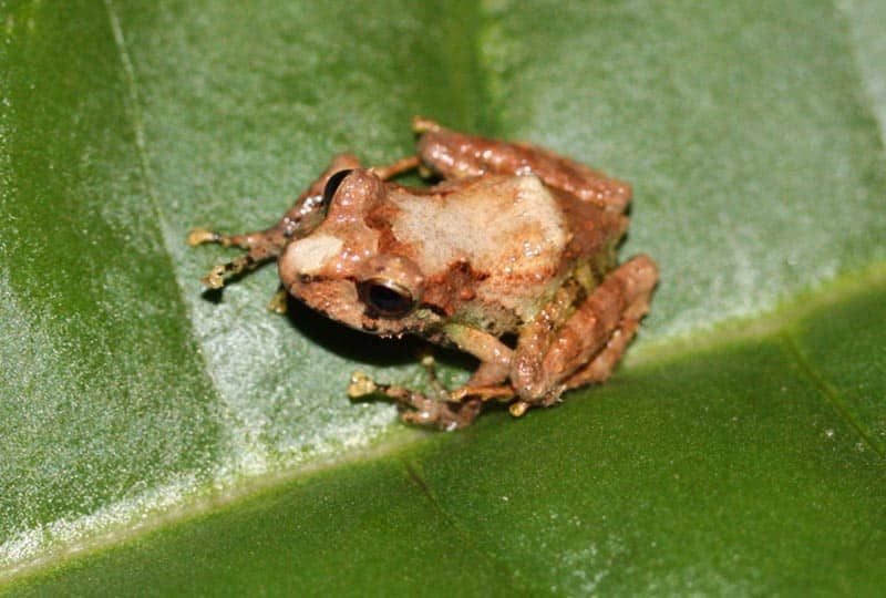 A small brown frog