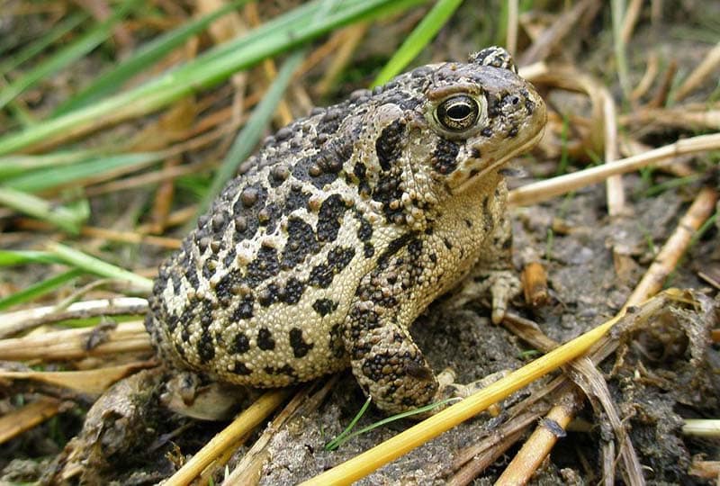 A round toad with pale yellow skin and green brown markings.