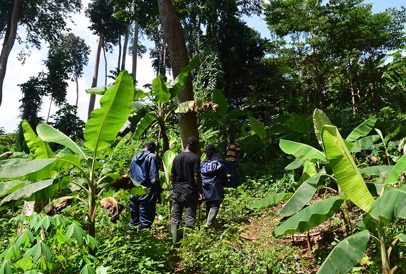 Save Ghana Frogs staff walking uphill in forest