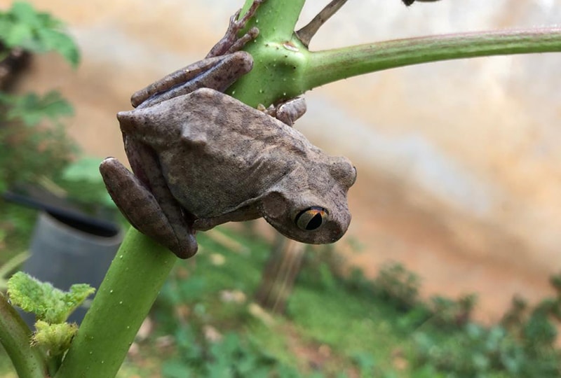 A brown frog clinging to a stem