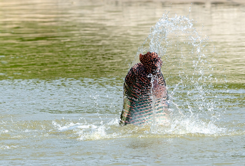 The tail of an arapaima splashing out of the surface of a river
