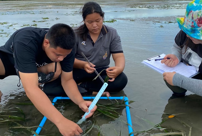 A team of three people surveying aquatic plants in a river