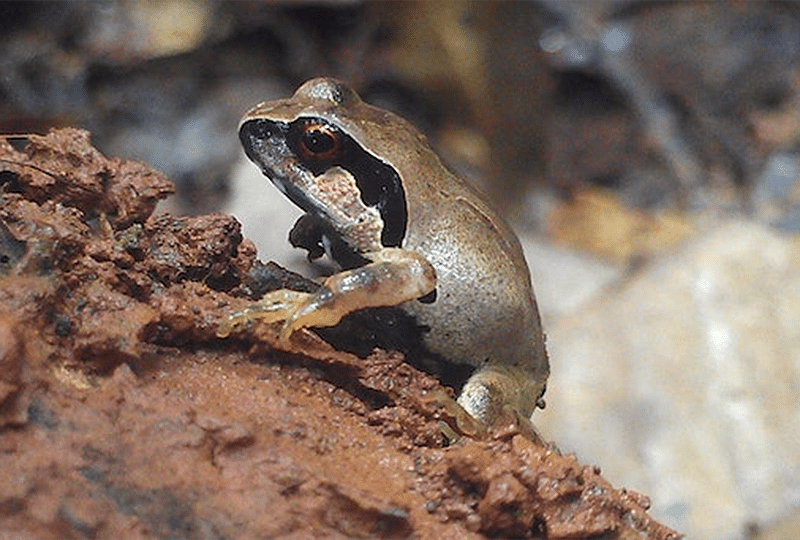 Giant squeaker frog