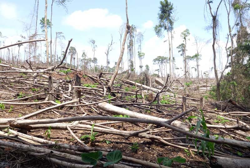 A cleared forest