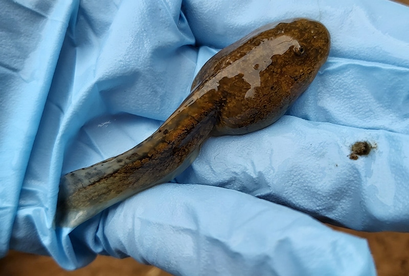 A huge tadpole in someone's hand (about 10cm long)