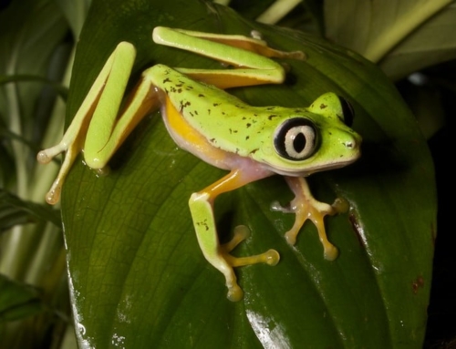 The overlooked extinction crisis: amphibians