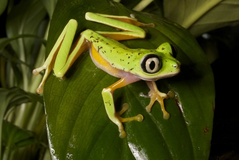 lemur leaf frog (green frog which large black and gold eyes)