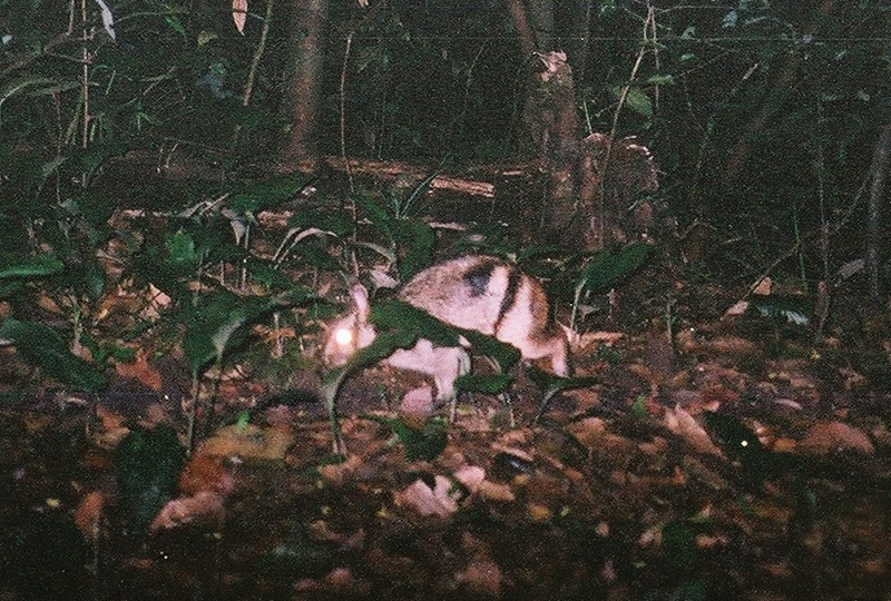 Camera trap image of Annamite rabbit (black and white striped rabbit)