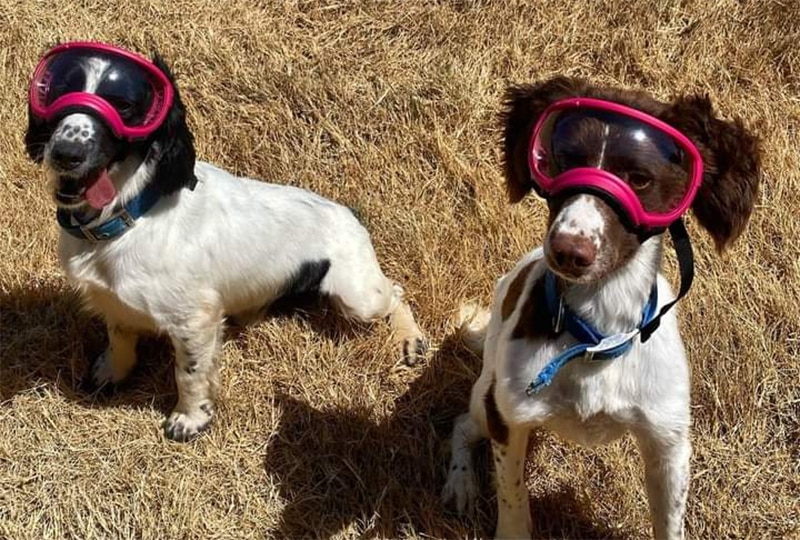 Two spaniels wearing goggles