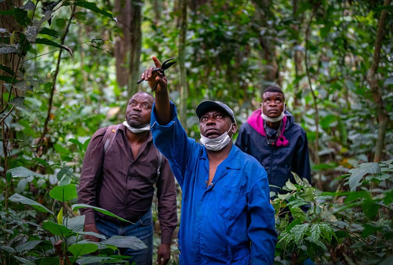 People look upwards in a forest to spot bonobos.