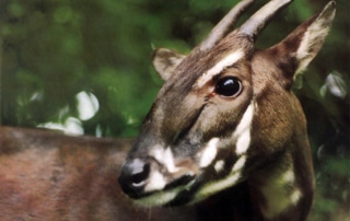 Saola - antelope-like bovine with white markings on its brown face and straight horns