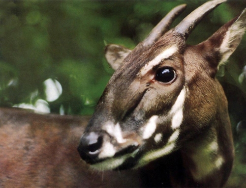 One last chance to find the saola