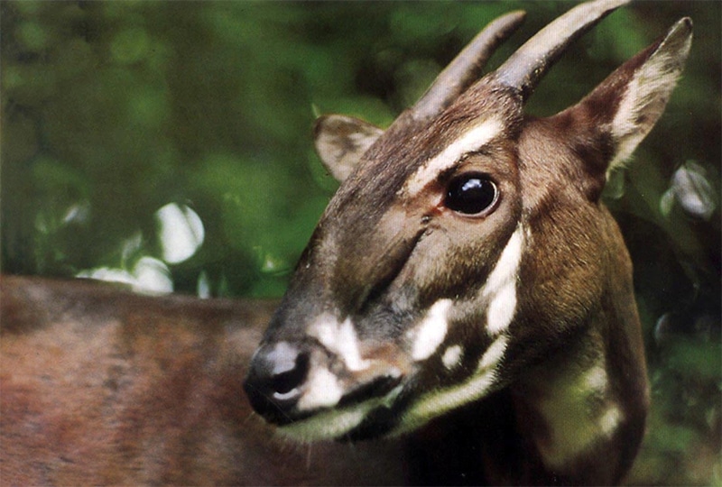 One last chance to find the saola