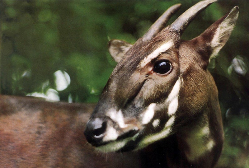 Saola - antelope-like bovine with white markings on its brown face and straight horns